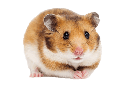 Pássaros do Vale Alimentação Hamster